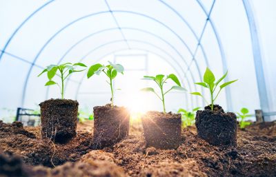 Greenhouse Demolition